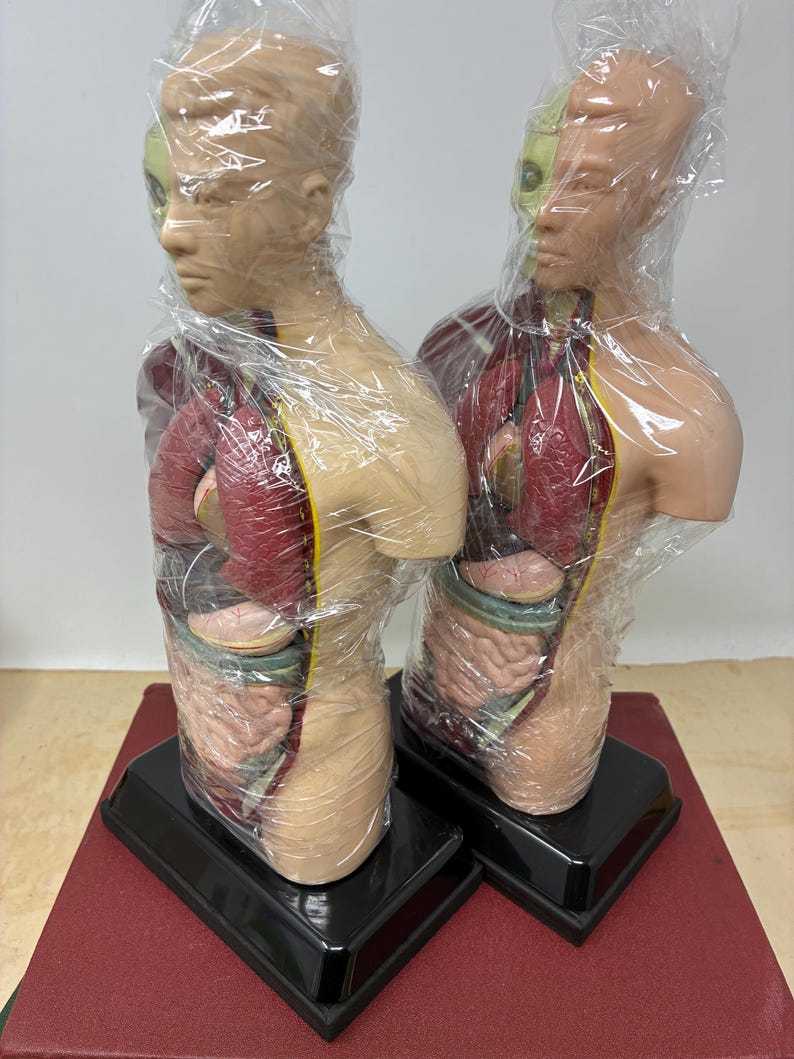 May include: Two anatomical torso models, each depicting the human body's internal organs. The models are partially wrapped in clear plastic. The internal organs are visible, with red and pink lungs, a green skull, and other internal structures. The models sit on black rectangular bases.