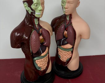 Vintage Human Anatomical Model with Real Wood Base Upgrade - For Cosplay, Photo or Movie Prop, Medical Collection