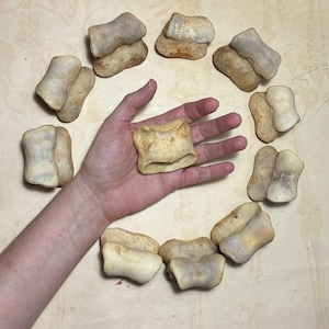 May include: A collection of eleven off-white, weathered animal vertebrae bones arranged in a circular pattern. Each bone features a distinct, irregular shape with porous, textured surfaces and subtle tan and grey discoloration throughout the set.