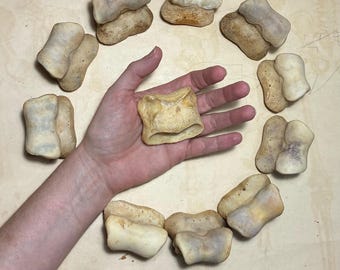 ONE Horse Short Pastern Leg Bone - Real Equine Bone - Second Phalanx - Smaller Option