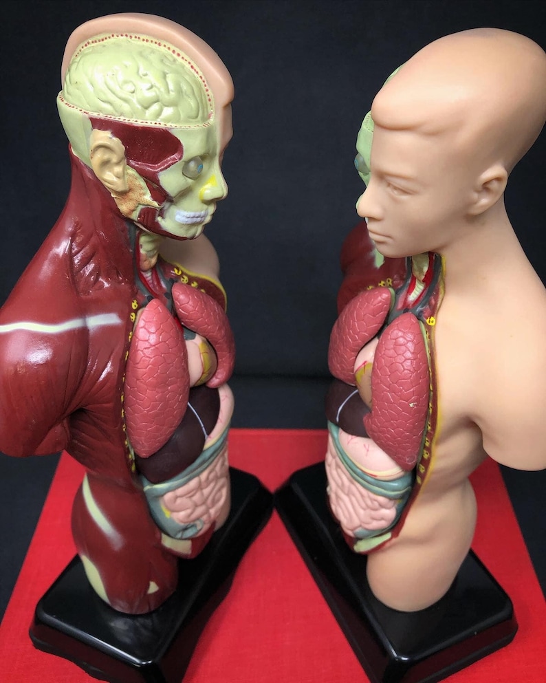 May include: Two anatomical torso models, each depicting the human body's internal organs. The models are cutaway to reveal the brain, lungs, heart, and digestive system. The models are mounted on black bases and set against a red surface.
