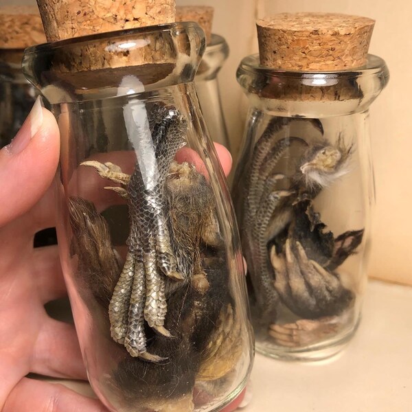 Preserved Animals in Jars Etsy