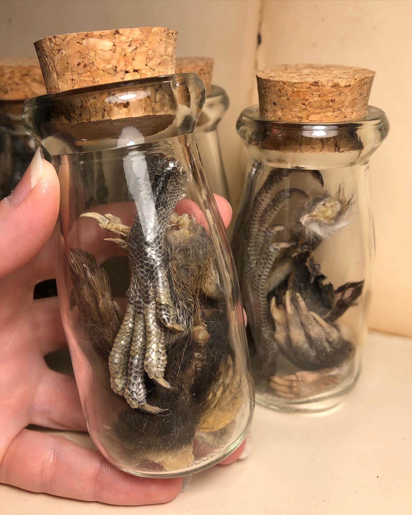Preserved Animals In Jars