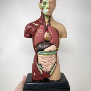 May include: Anatomical human torso model, showcasing internal organs and skeletal structure. The model is partially dissected, revealing the lungs, heart, liver, and intestines. The model is mounted on a black base.