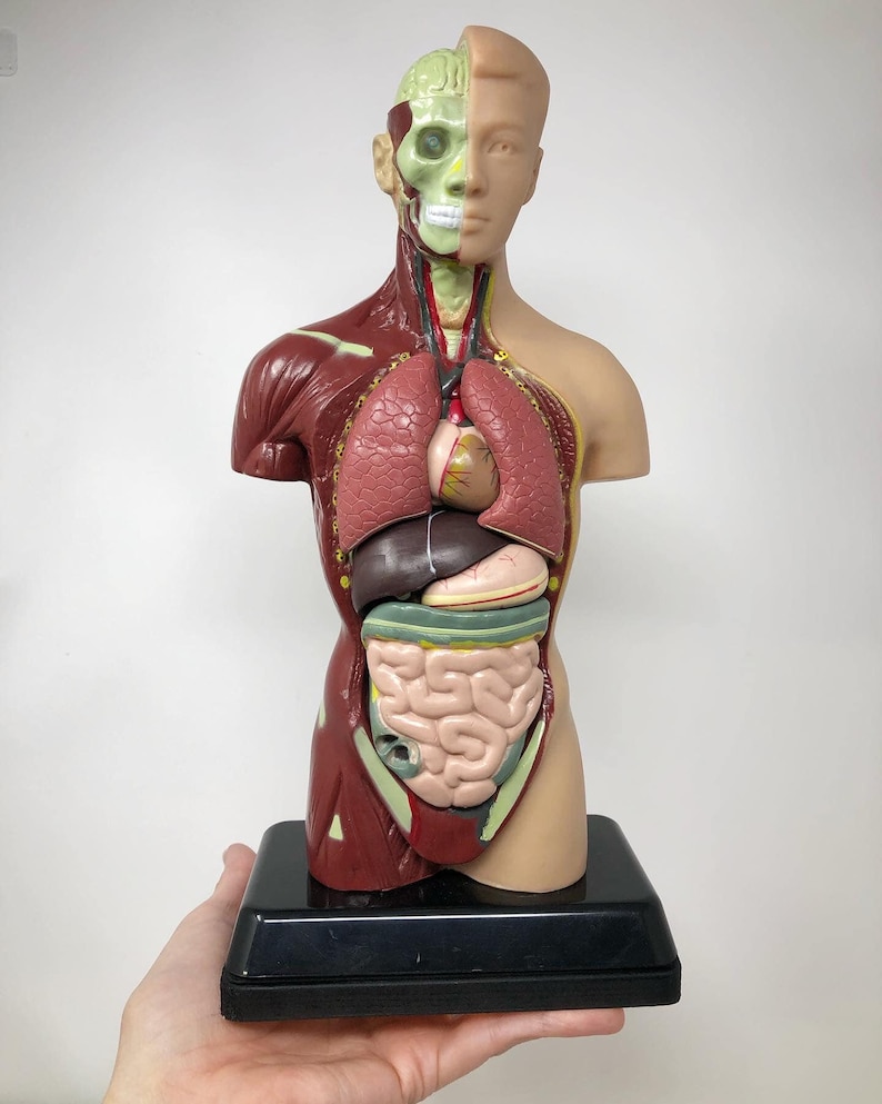 May include: Anatomical human torso model, showcasing internal organs and skeletal structure. The model is partially dissected, revealing the lungs, heart, liver, and intestines. The model is mounted on a black base.