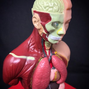 May include: A detailed anatomical model of a human head and torso, showcasing internal organs and musculature. The model is partially dissected, revealing the brain, lungs, heart, and other structures. The colors include red, beige, and green, providing a clear visual representation of the human anatomy.