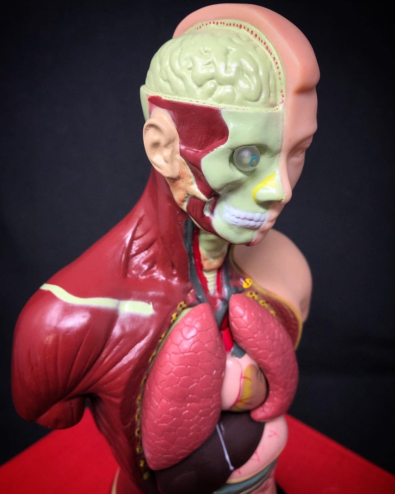 May include: A detailed anatomical model of a human head and torso, showcasing internal organs and musculature. The model is partially dissected, revealing the brain, lungs, heart, and other structures. The colors include red, beige, and green, providing a clear visual representation of the human anatomy.