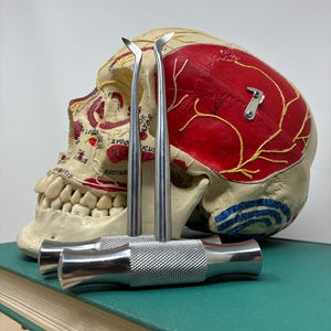 May include: Two shiny, stainless steel dental extraction forceps are displayed in front of a detailed anatomical skull model. The skull is painted with red and yellow markings, highlighting the brain and other features. The forceps have textured handles.