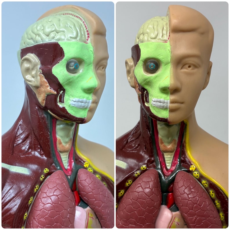 May include: A detailed anatomical model of a human head and torso, showcasing internal organs and skeletal structure. The model is split to reveal the brain, skull, and other internal components. The color scheme includes shades of red, green, and beige.