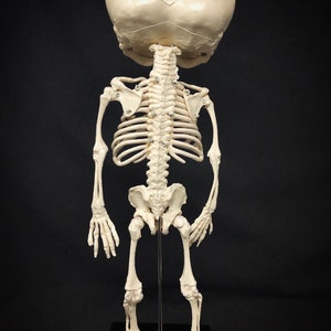 Réplique de squelette humain fœtal de jumeaux siamois sur pied avec véritable crâne triclops coeur d'animal image 9