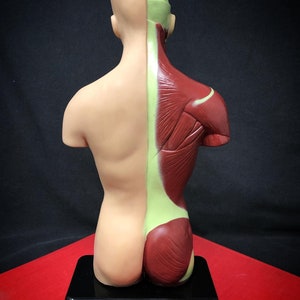 May include: A detailed anatomical model of a human torso, showcasing the muscular and skeletal structure on one side and the skin on the other. The model is mounted on a black base, with the muscles rendered in shades of red and the skin in a neutral tone.