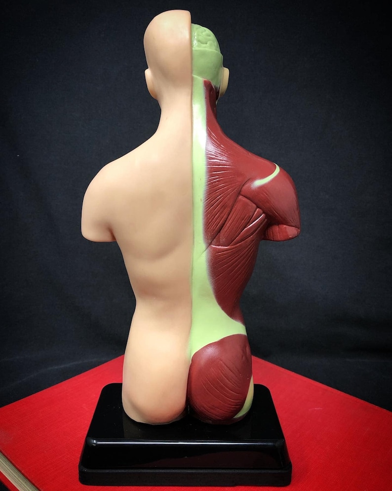 May include: A detailed anatomical model of a human torso, showcasing the muscular and skeletal structure on one side and the skin on the other. The model is mounted on a black base, with the muscles rendered in shades of red and the skin in a neutral tone.