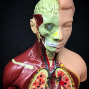 May include: A detailed anatomical model of a human head and upper torso, showcasing the brain, skull, muscles, and internal organs. The model is split to reveal the internal structures, with a focus on the brain and respiratory system.