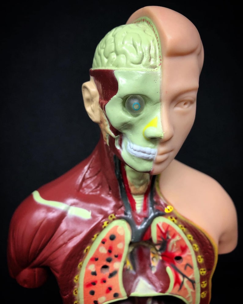 May include: A detailed anatomical model of a human head and upper torso, showcasing the brain, skull, muscles, and internal organs. The model is split to reveal the internal structures, with a focus on the brain and respiratory system.