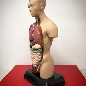 May include: A tan-colored anatomical model of a human torso, revealing internal organs. The model is mounted on a black base and features detailed representations of the lungs, heart, and digestive system. The model is designed for educational purposes.