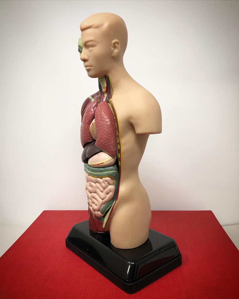 May include: A tan-colored anatomical model of a human torso, revealing internal organs. The model is mounted on a black base and features detailed representations of the lungs, heart, and digestive system. The model is designed for educational purposes.