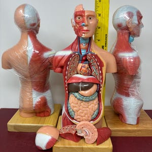 May include: An anatomical human torso model with removable organs, showing muscular and internal structures. A yellow ruler stands behind the central figure, indicating a height of approximately 12 inches. The models are wrapped in clear plastic.