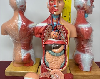 Human Anatomical Model with Real Heavy Wood Base  - 15 Organ Parts 11" Human Torso