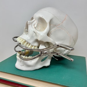 May include: A white anatomical human skull model with visible suture lines and numbered markings, featuring a metallic mouth retractor tool inserted between the upper and lower teeth, creating a wide-open jaw display for medical or educational study.