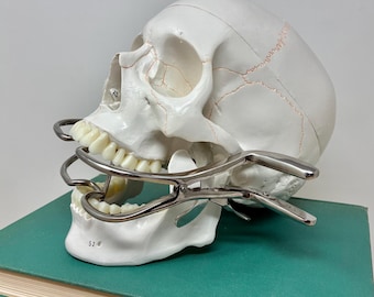 2 PIECE SET! Actual Size Human Skull Replica with Moveable Jaw and Removable Skullcap with Mouth Opener