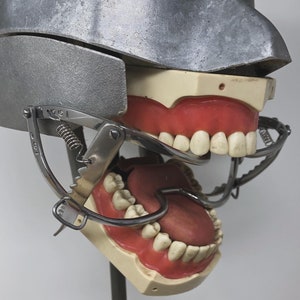 May include: A dental model with a metal head and jaw structure. The model features realistic teeth and gums, with a metal tool holding the jaws open. The model is used for dental education and practice.