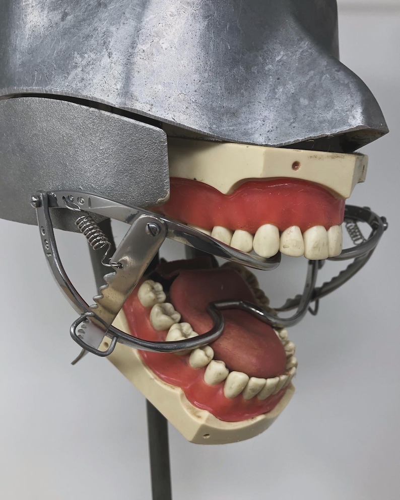 May include: A dental model with a metal head and jaw structure. The model features realistic teeth and gums, with a metal tool holding the jaws open. The model is used for dental education and practice.