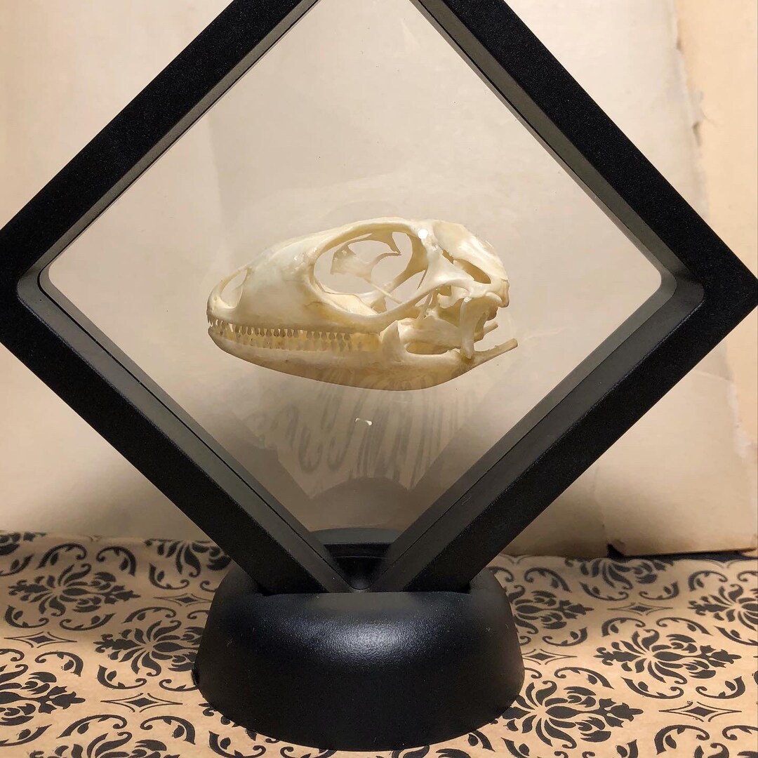 Real Green Iguana Skull in Frame With Stand Etsy