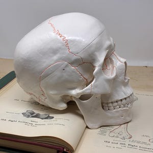 May include: A white anatomical skull model with red suture lines rests on an open vintage textbook. The skull is positioned in profile, showcasing the detailed structure of the cranium and jaw. The textbook pages display anatomical illustrations.