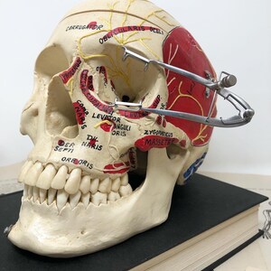 May include: A white anatomical skull model with labeled facial muscles and nerves. The skull is positioned on a black book with a vintage illustration on the cover. A metal tool is attached to the skull, likely for anatomical study.