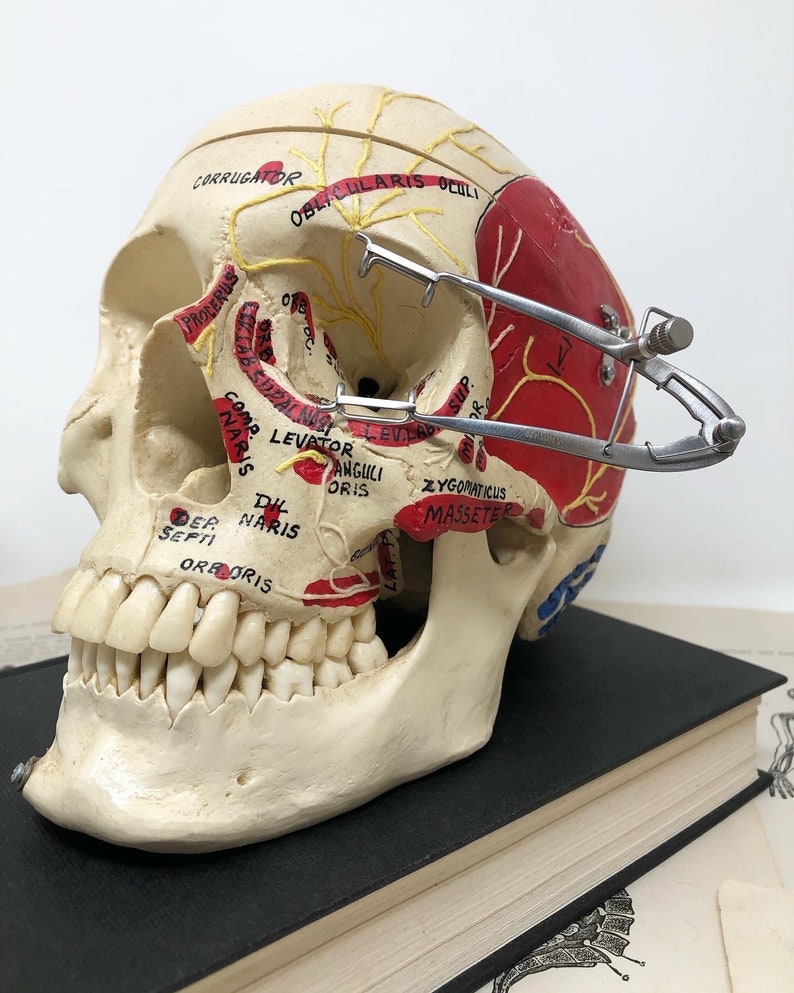 May include: A white anatomical skull model with labeled facial muscles and nerves. The skull is positioned on a black book with a vintage illustration on the cover. A metal tool is attached to the skull, likely for anatomical study.