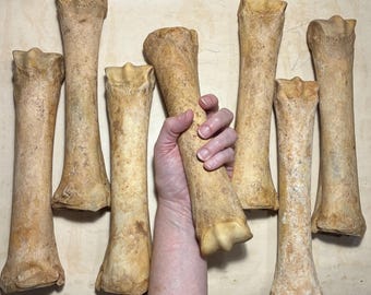 ONE 10" Horse Cannon Leg Bone - Real Equine Bone - Approx 10" Long