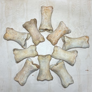 May include: A collection of nine off-white, weathered animal bones arranged in a circular pattern. Each bone features a distinct hourglass shape with flared, textured ends and a smooth, concave center, showing natural variations in color and surface.