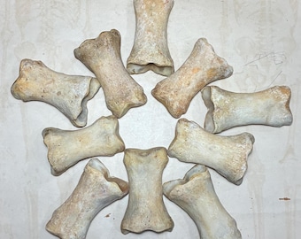 ONE Horse Long Pastern Leg Bone - Real Equine Bone - First Phalanx - Larger Option