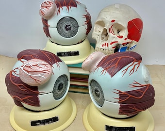 PICK ONE! 1950s Nystrom Grey Eye Anatomical Model with Stand - Large Educational, Movie Prop, Medical Collection Functional Display