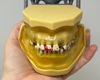 Dental Phantom Practice Mouth Model with Replaceable Teeth for Dental Student, Dentist, Medical or Oddities Collection, Cosplay, Prop