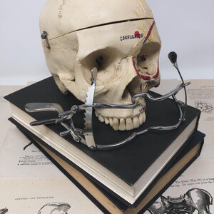 May include: A vintage anatomical skull model with a hinged cranium, resting on two black books. A metal dental tool is attached to the skull. The word "CORRUGATOR" is visible on the skull. Anatomy and physiology diagrams are in the background.