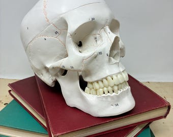 Actual Size Human Skull Replica with Moveable Jaw and Removable Skullcap