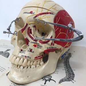 May include: A plastic anatomical skull model with painted muscle markings and a set of calipers. The skull is resting on a page from a medical textbook with illustrations of the human spine and other anatomical structures. The text on the page includes the words "SPINAL COLUMN", "DORSAL VERTEBRA", and "LUMBAR VERTEBRA".