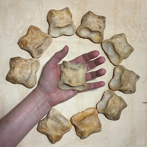 May include: A collection of nine beige, weathered animal vertebrae arranged in a circular pattern. Each bone features a distinct, irregular shape with a porous, textured surface and a hollowed center, showcasing natural wear and earthy tones.