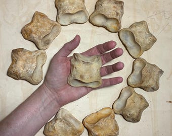 ONE Horse Short Pastern Leg Bone - Real Equine Bone - Second Phalanx - Larger Option