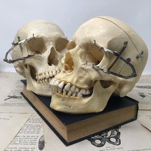 May include: Two anatomical human skulls with metal clamps attached to the eye sockets. The skulls are positioned side-by-side, with the skull on the right leaning slightly towards the skull on the left. The skulls are resting on a black book.