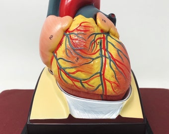 3 Part Human Heart Functional Anatomical Model with Wood Base
