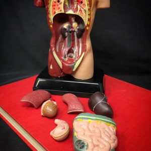 May include: A detailed anatomical model of the human torso, showcasing internal organs. The model is a cross-section, revealing the lungs, heart, kidneys, and other organs. Several removable organ models are displayed on a red surface.