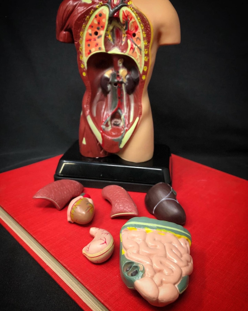May include: A detailed anatomical model of the human torso, showcasing internal organs. The model is a cross-section, revealing the lungs, heart, kidneys, and other organs. Several removable organ models are displayed on a red surface.
