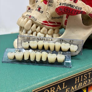 2 Trays - Resin Human Teeth Molar Premolar  - For Crafting, Cosplay, Movie Prop, Medical Dental Collection