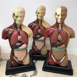 May include: Three anatomical torso models with removable sections, showcasing internal organs. The models are primarily red, beige, and brown, mounted on black bases. The internal organs are detailed with various colors, including pink, yellow, and brown. The background includes vintage anatomical diagrams.