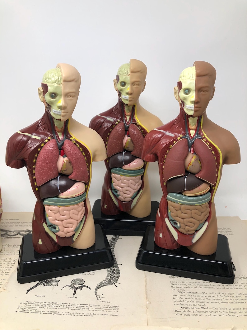 May include: Three anatomical torso models with removable sections, showcasing internal organs. The models are primarily red, beige, and brown, mounted on black bases. The internal organs are detailed with various colors, including pink, yellow, and brown. The background includes vintage anatomical diagrams.