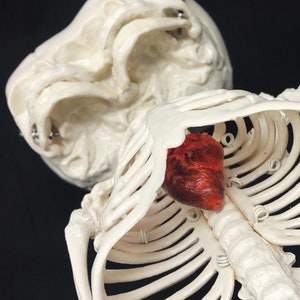 Réplique de squelette humain fœtal de jumeaux siamois sur pied avec véritable crâne triclops coeur d'animal image 3