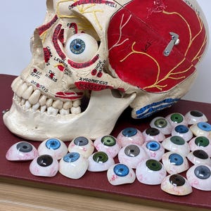 May include: A detailed anatomical model of a human skull with a removable section revealing the interior. The model features a realistic eye and is surrounded by multiple prosthetic eyes with various iris colors. The skull model has text labels.
