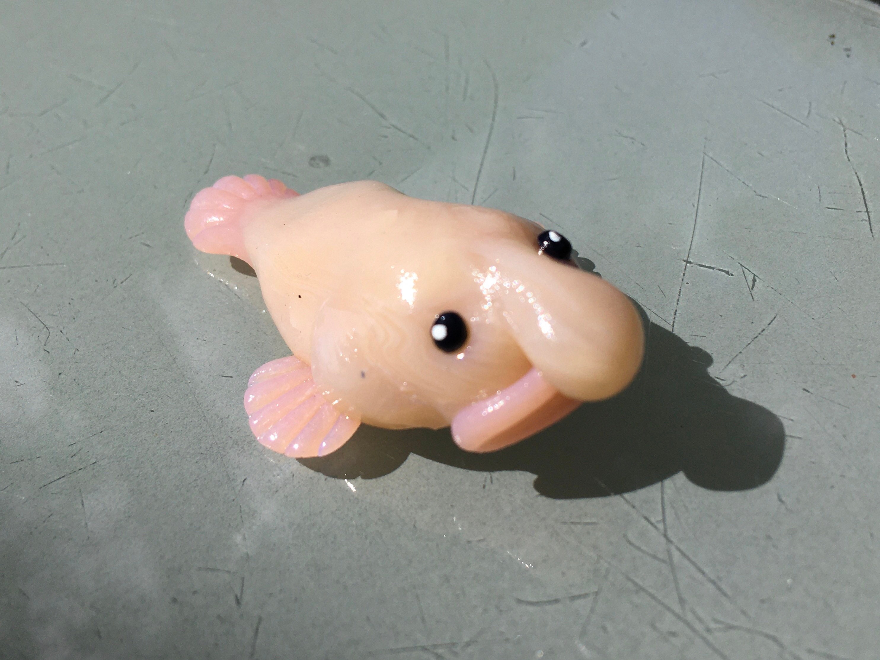cute baby blobfish